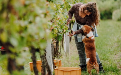 U vinogradima Lovrec održana je prva eko berba grožđa u Međimurju!