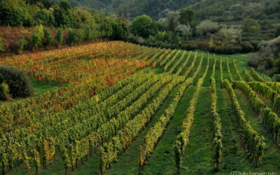 Via VINO – idealna prilika za jesenski posjet vinogradima!