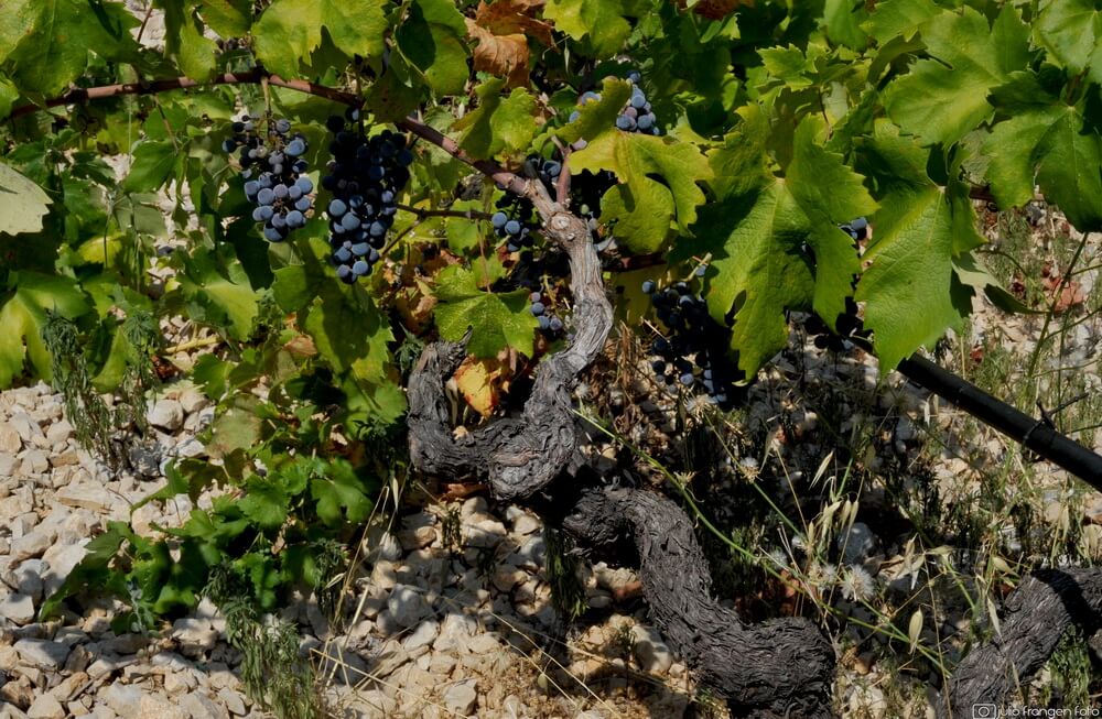 Deset najvećih proizvođača vinove loze u Hrvatskoj!