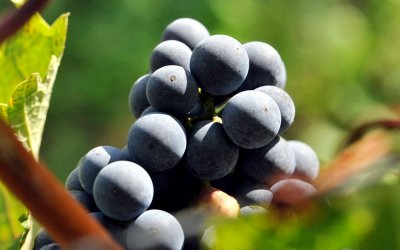 „Grožđe i vino – od vinograda do stola“ novi program obrazovanja na Agronomskom fakultetu!