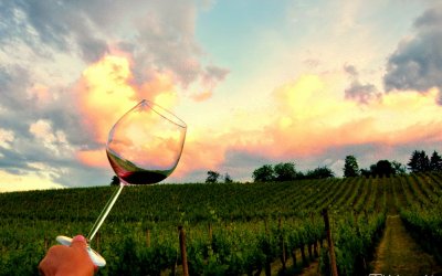 Drugi Zalazak u vinogradu otkrio izvrsna vina Meridiane Slavonice!