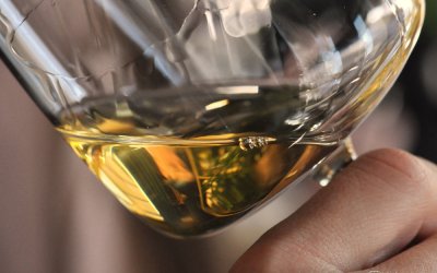 Vinske zvijezde 2023 #2 – bijela vina Slavonije!