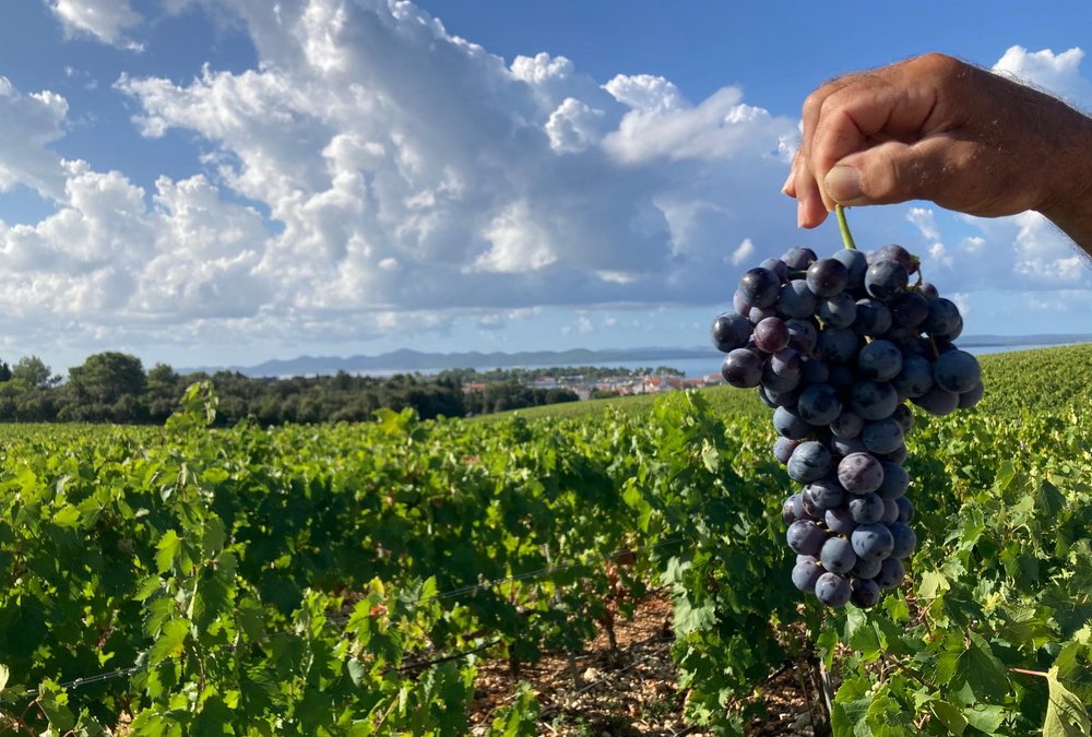 GLADIATOR 2019 Kraljevski vinogradi – Zlatna medalja Decanter 2023!