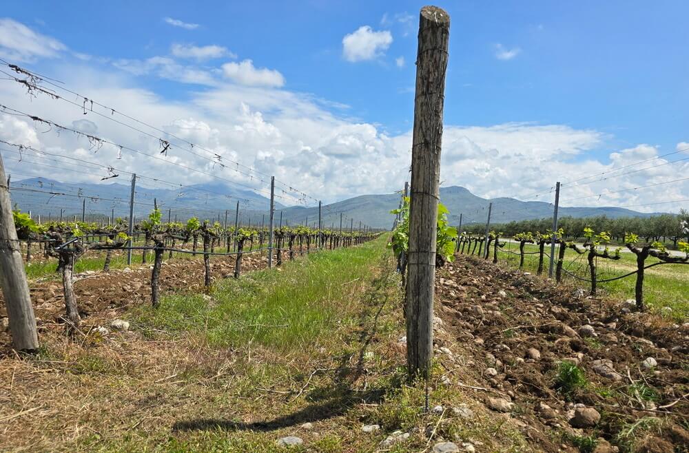 CRNA GORA – skriveno vinsko blago između planina i mora