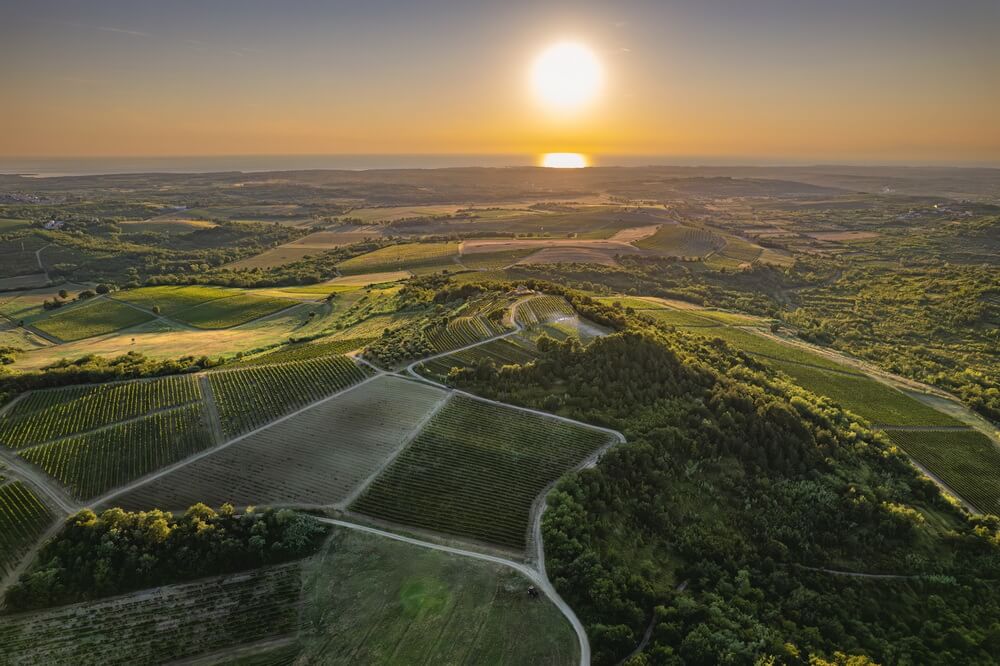 Vino Buje – Buie službeno je dobilo nacionalnu zaštitu izvornosti – ZOI