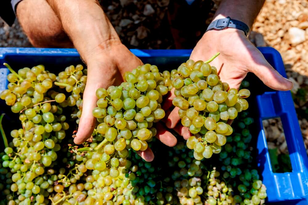 Povijesna berba na Šolti – Markus Fine Wines započeo novo vinsko poglavlje!
