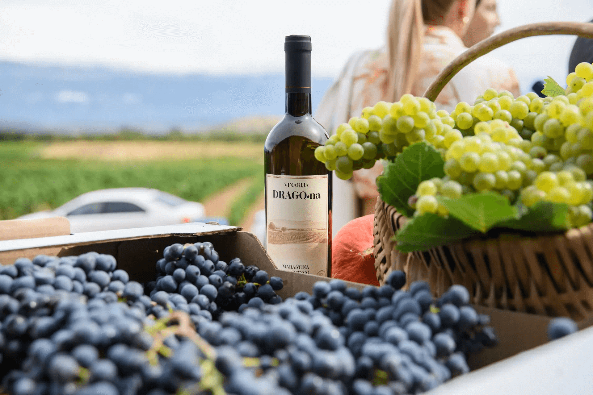 Početak berbe grožđa u Zadarskoj županiji: Vino, tradicija i nova vinarska poglavlja!