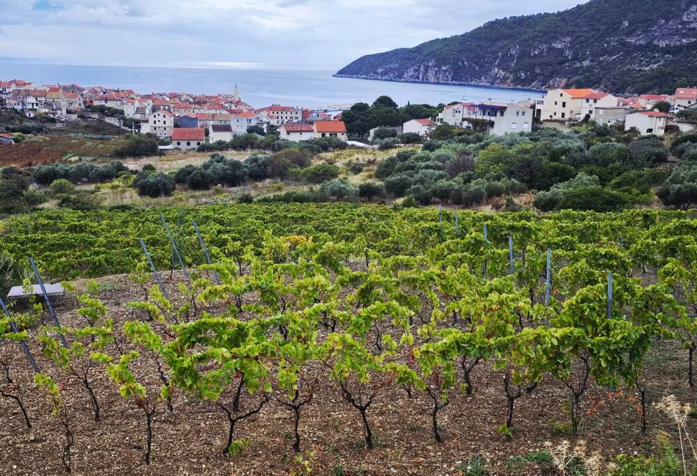 BUGAVA – jučer, danas, sutra – stručno kušanje vina nove berbe na Visu!