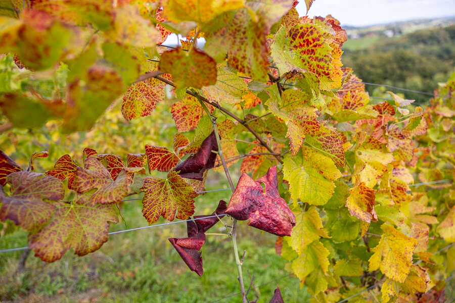 Zlatna žutica nezaustavljivo se širi vinogradima Središnje bregovite Hrvatske!