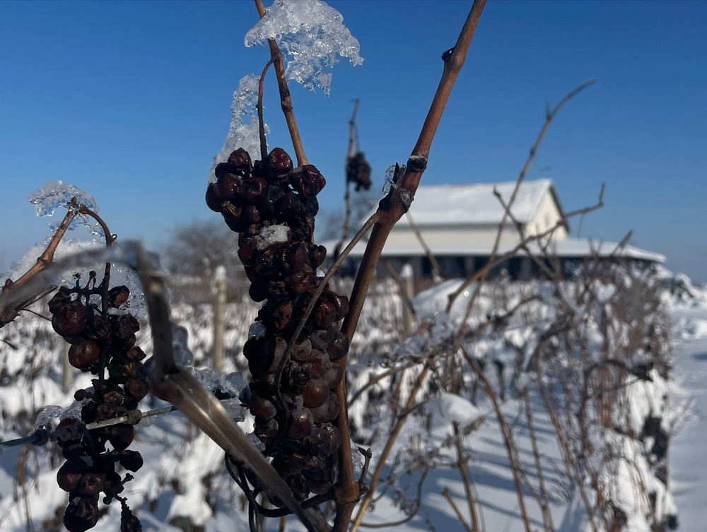Ledena berba u vinogradima Papak – dragulj zime u boci!