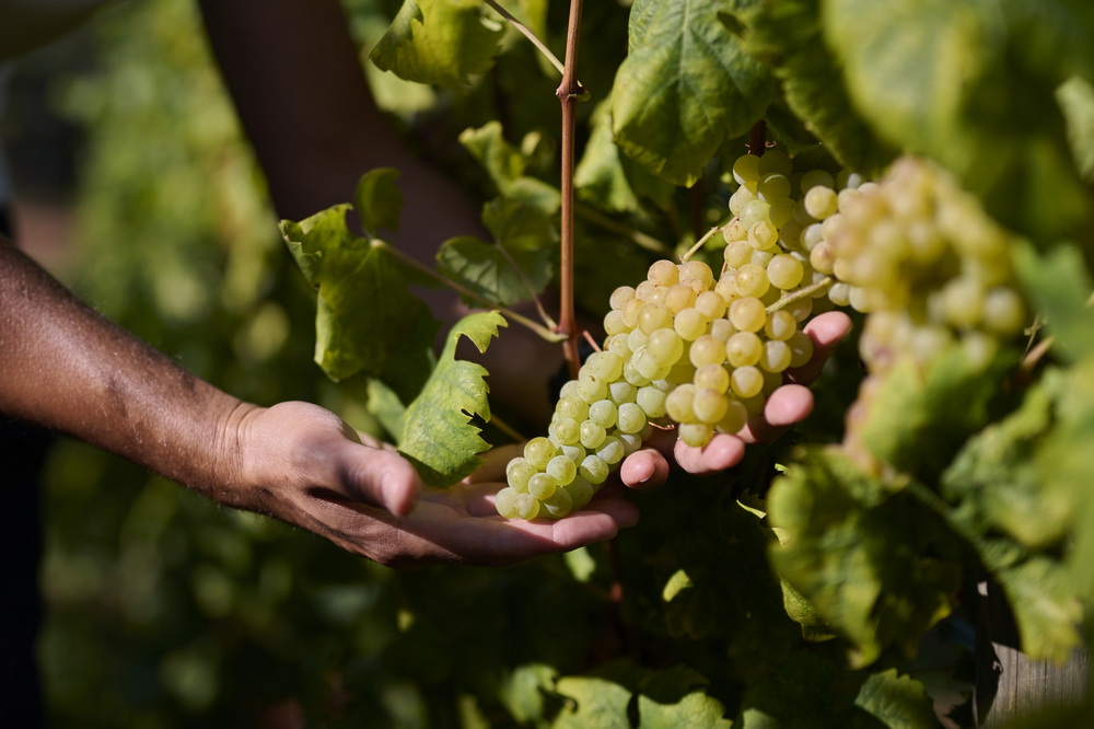 Istarski vinari zadovoljni berbom: Vinistra najavila En Primeur mladih malvazija!