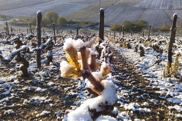 Champagne: Mraz uništio gotovo polovicu pupova – najteža godina od 2003!