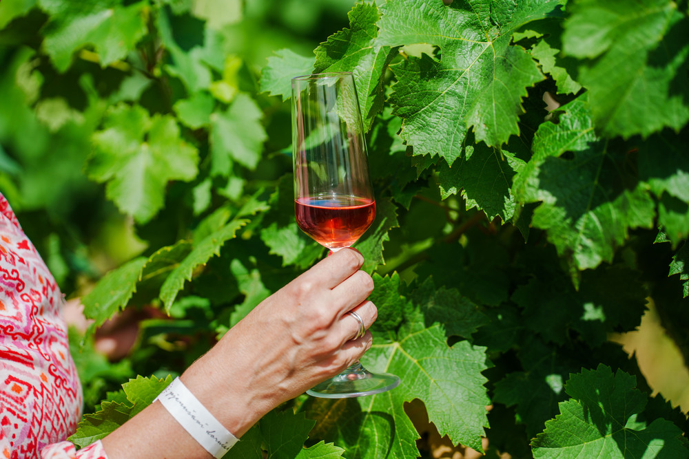 7. Srijemski pjenušavi doručak u Iloku – Sezona godišnjih odmora počinje u vinogradu!