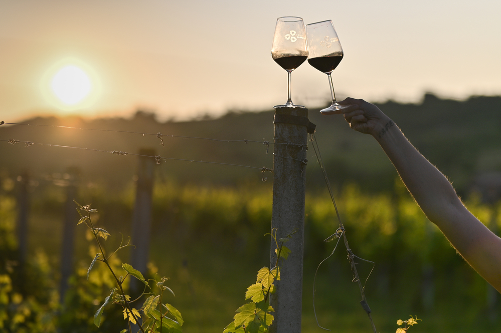 6. Zalazak u vinogradu – uz vrhunska vina, zalogaje, glazbu i natječaj za najbolju fotografiju!
