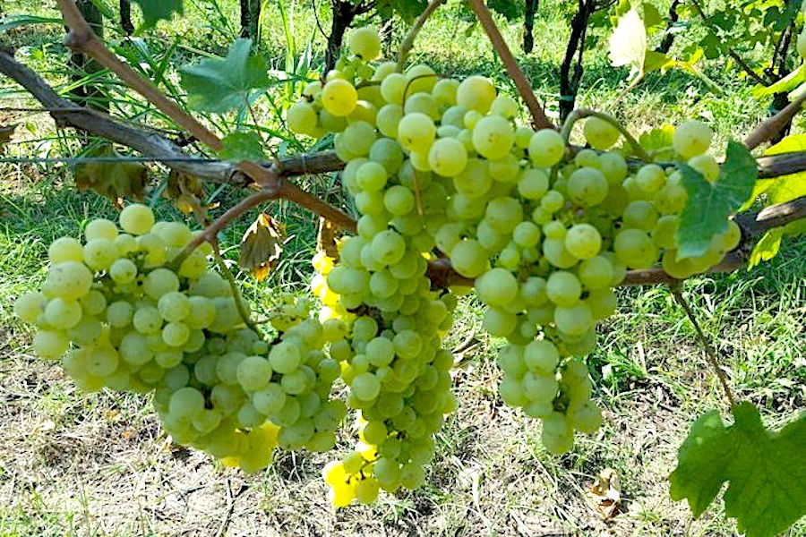 Najranije ikad – berba u Franciacorti prvi put nakon dva desetljeća počinje već u srpnju!