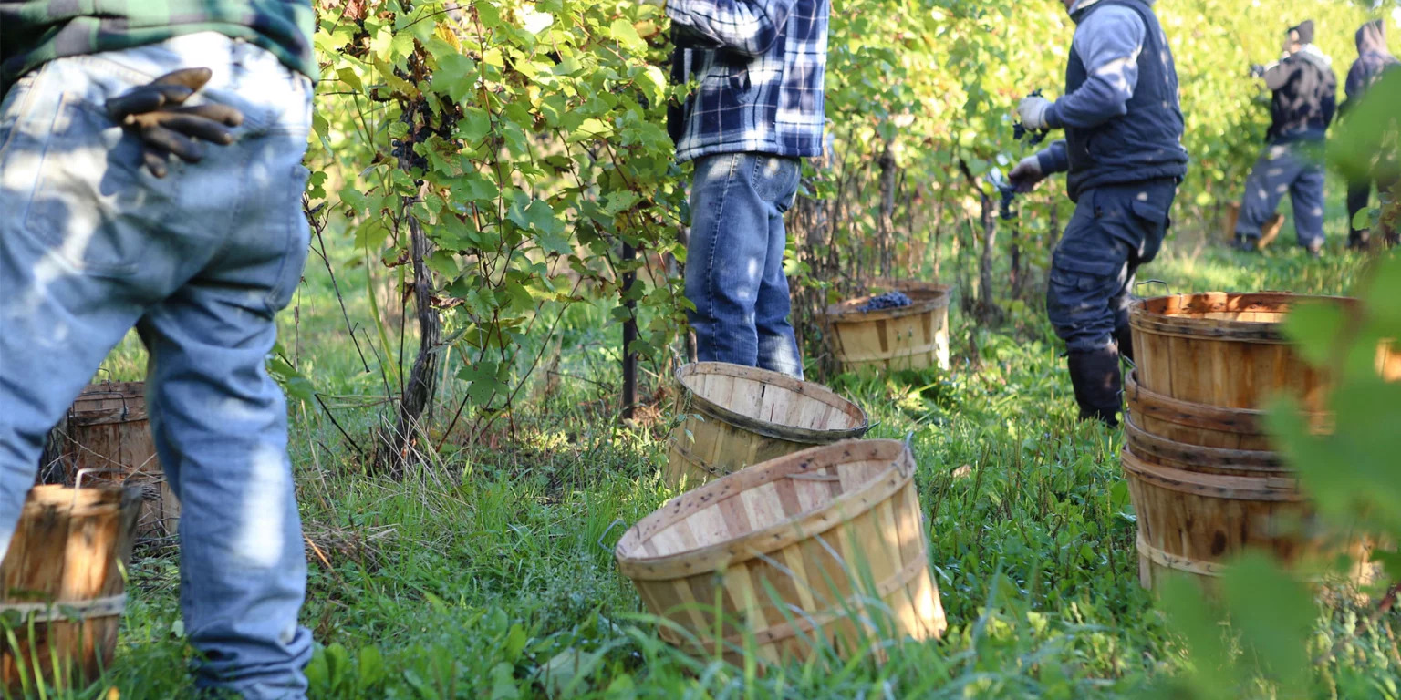 Berba grožđa sve ranije, ali i sve nepredvidljivija: klimatske promjene mijenjaju lice europskog vinarstva!