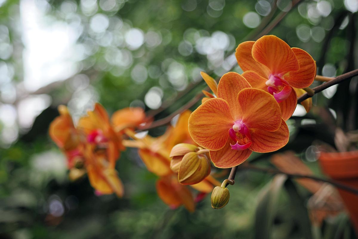 Ocean Orchids u Dobrovniku: Malo slovensko mjesto skriva tropski vrt prepun orhideja!